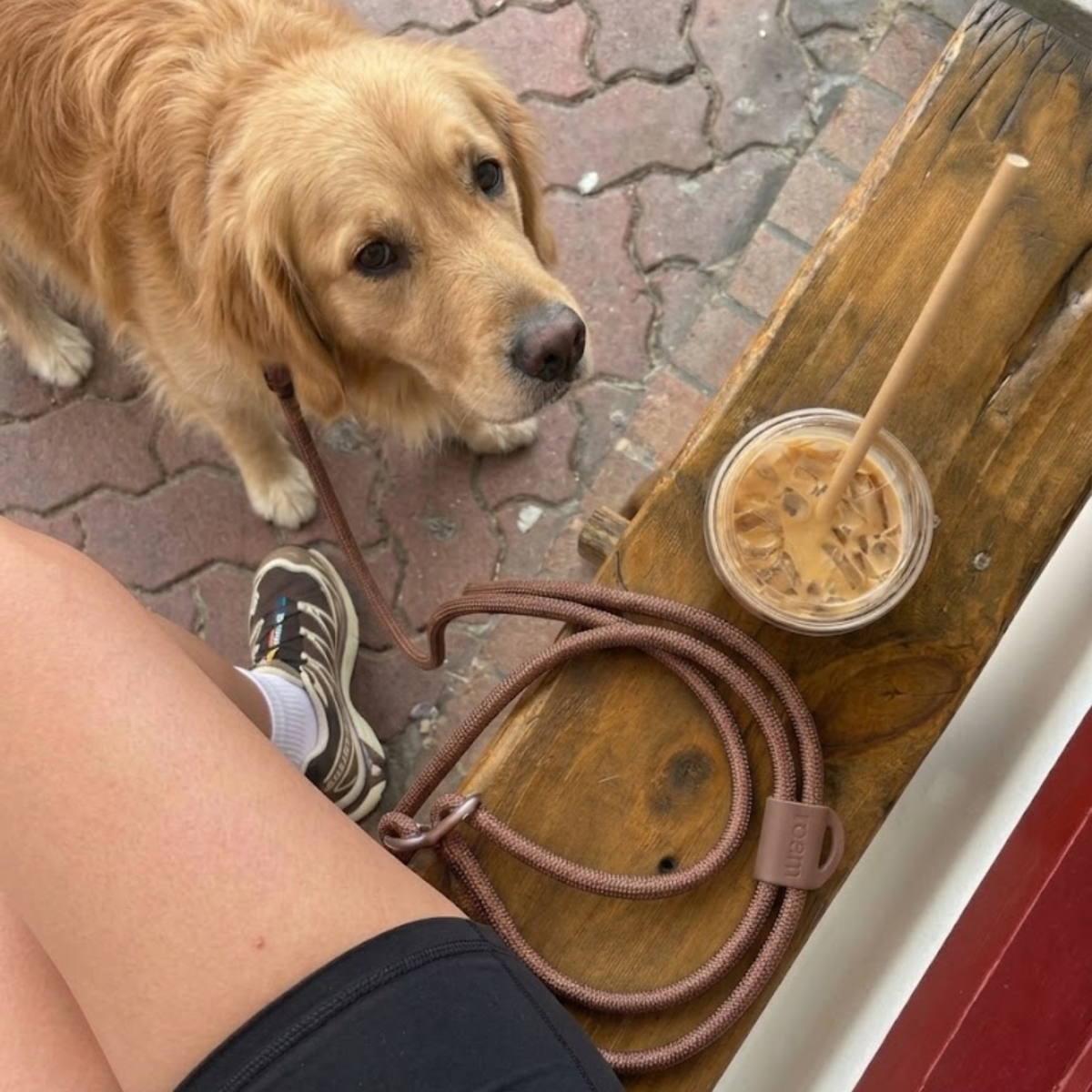 hands-free leash - cocoa